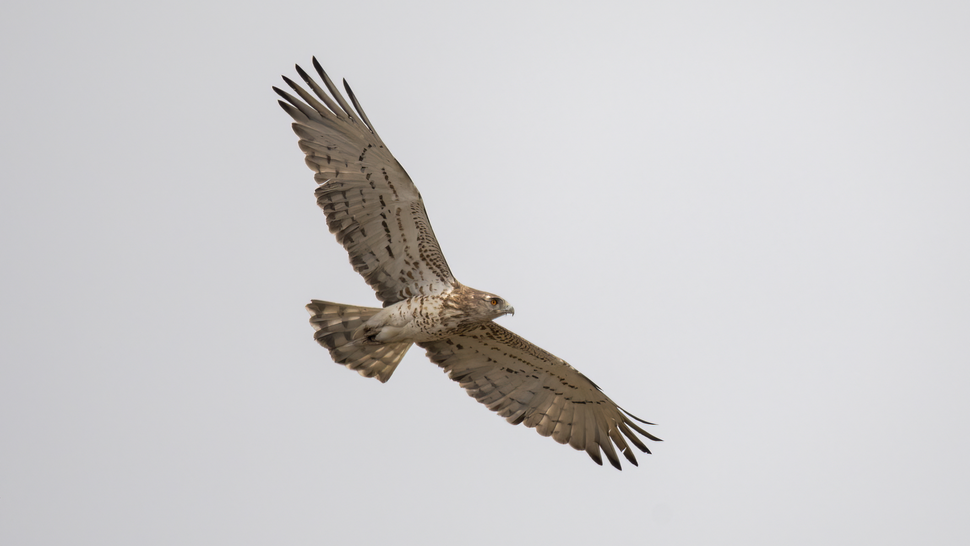Short-toed Snake-Eagle